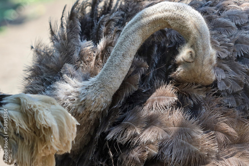 close up of ostrich preening its feather in outdoor enclosure