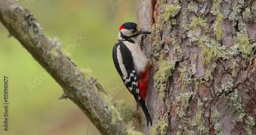 Great spotted woodpecker bird on a tree looking for food. Great spotted woodpecker (Dendrocopos major) is a medium-sized woodpecker with pied black and white plumage and a red patch on the lower belly