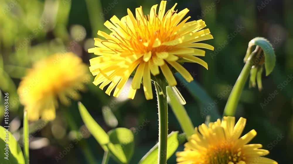 Bright yellow dandelions bloom in a lush green field during a sunny spring day Bright yellow dandelions bloom in a lush green field during a sunny spring day