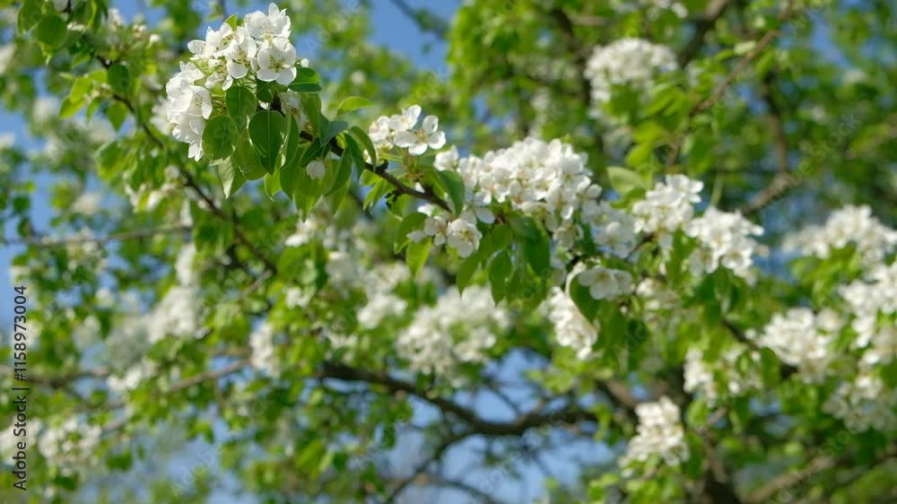 man man in the forest holding a branch of a flowering tree in the spring flowers are visible hands of a person man man in the forest holding a branch of a flowering tree in the spring flowers are visible hands of a person