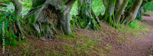 Woods at Coney's Castle, Fishpond Bottom, Dorset photo