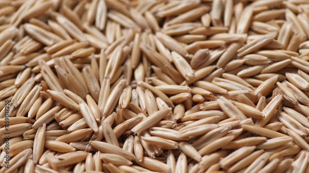 close up fresh oat seeds heap rotation, oat harvest concept, oats cereals macro close up fresh oat seeds heap rotation, oat harvest concept, oats cereals macro