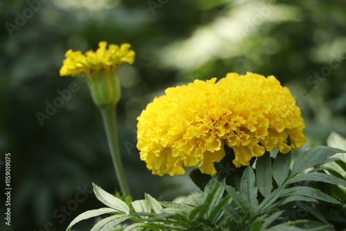 Yellow Marigold Bloom
