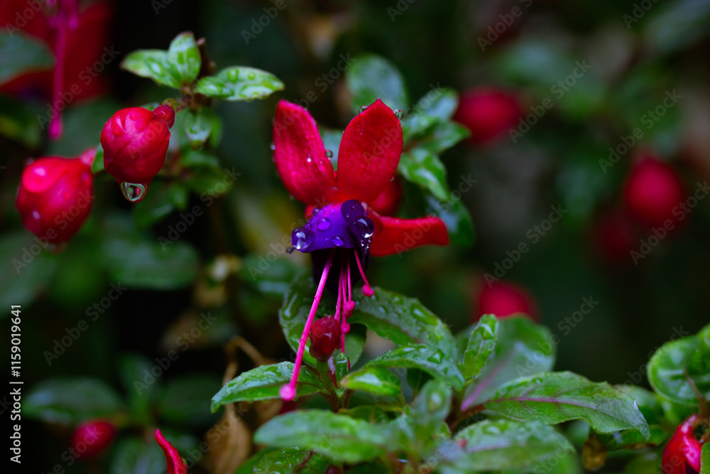 Dwarf fuchsias with small purplish-pink inflorescences and raindrops on bell-shaped flowers hanging down. Petals with water droplets after rain watering. Care, cultivation of plants in the fall garden Dwarf fuchsias with small purplish-pink inflorescences and raindrops on bell-shaped flowers hanging down. Petals with water droplets after rain watering. Care, cultivation of plants in the fall garden