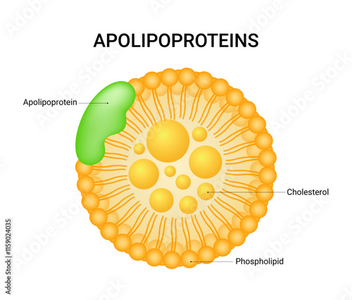 Apolipoproteins of proteins found in plasma lipoproteins photo