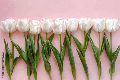 White tulip flowers on a pastel pink background. MZ
