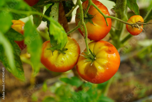 Tomato fruits affected by blossom end rot. This physiological disorder in tomato, caused by calcium deficiency, looks like watering and rotting spot forming under the fruit.