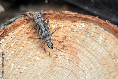 фотографія Kopulierende Schrotböcke ( Rhagium inquisitor ) / Kleiner (Kiefer) zangenbock oder Spürender Zangenbock