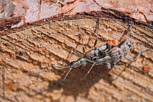 Kopulierende Schrotböcke ( Rhagium inquisitor ) / Kleiner (Kiefer) zangenbock oder Spürender Zangenbock.