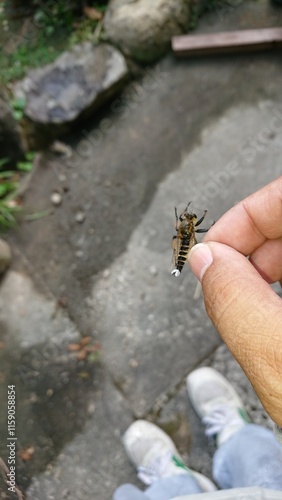 1672)It seems that a horsefly that was preying on Japanese honey bees was counterattacked by the Japanese honey bees(Photo taken at 16:49 on july 27, 2017) photo