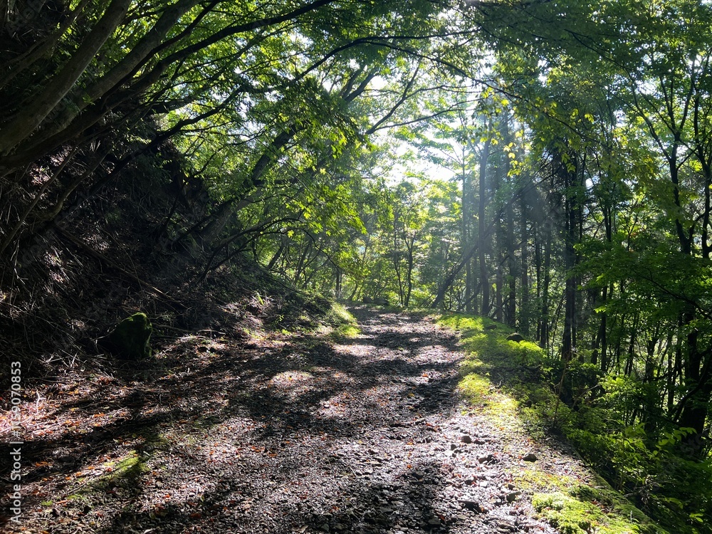 Fototapeta premium 登山道