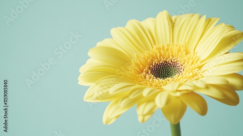 A bright yellow gerbera daisy against a soft green background, close-up shot, Minimalist style
