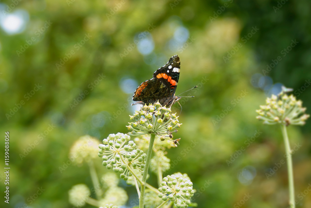 Red admiral butterfly (Vanessa Atalanta) perched on hedge (hedera helix) in Zurich, Switzerland Red admiral butterfly (Vanessa Atalanta) perched on hedge (hedera helix) in Zurich, Switzerland