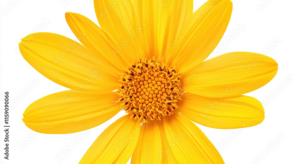 Obraz premium A close-up of a bright yellow daisy with its radiant petals and golden center, isolated white background, minimalist art style