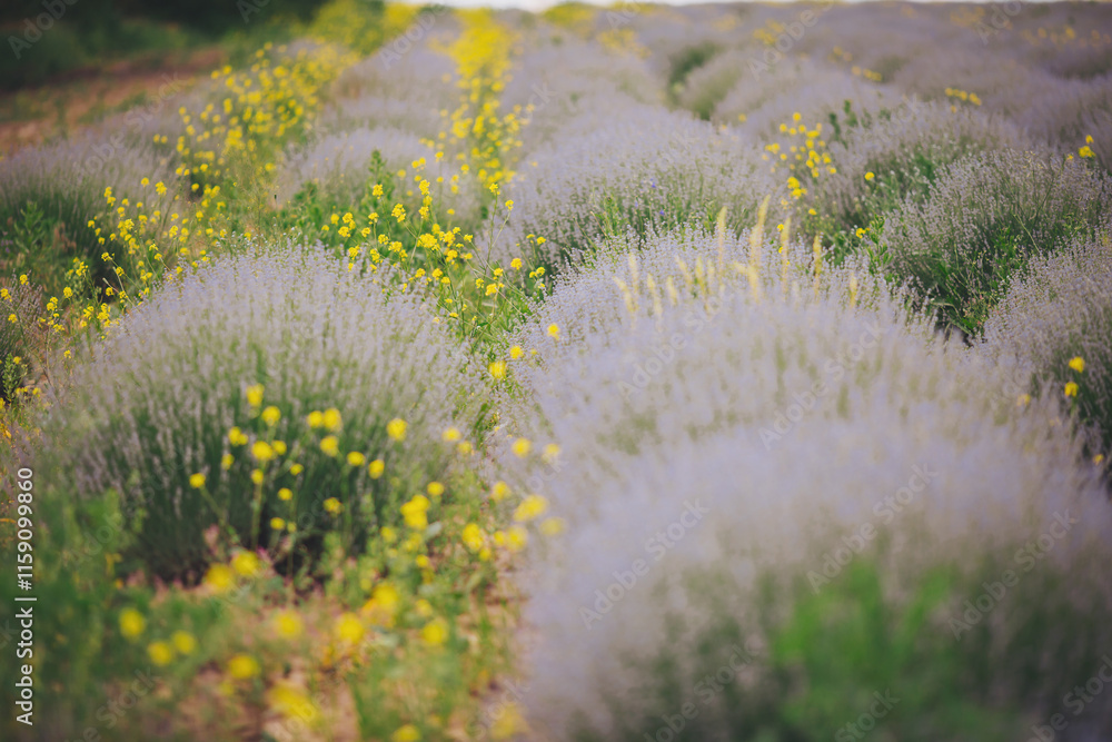 Obraz premium Lavender field in the summer. Violet Lavender Fields. Closeup of lavender bushes and flowers at a lavender farm