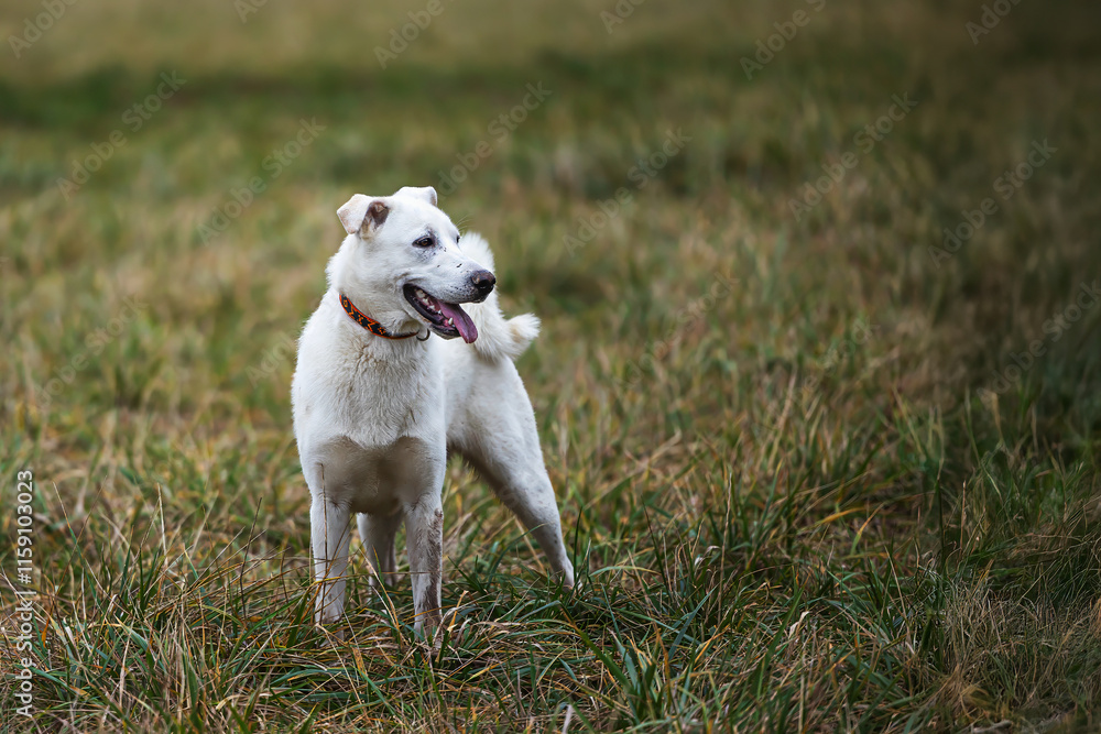 lovely female white dog of unknown breed lovely female white dog of unknown breed