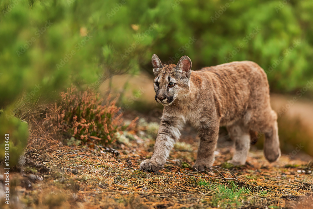 close detail of Cougar (Puma concolor), puma, mountain lion, panther, or catamount in the forest
