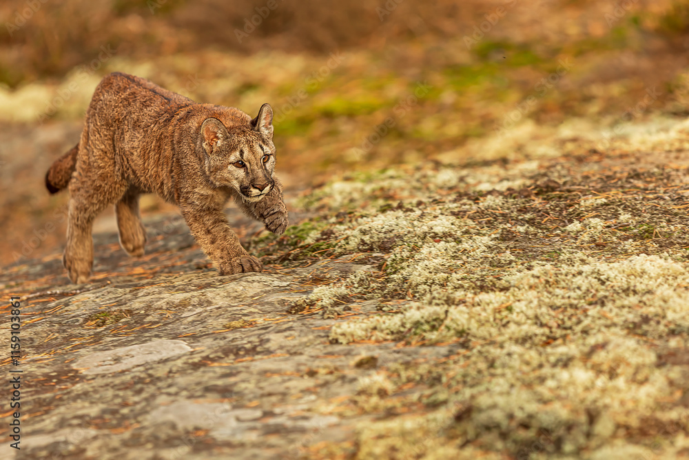 Obraz premium close detail of Cougar (Puma concolor), puma, mountain lion, panther, or catamount in the moss