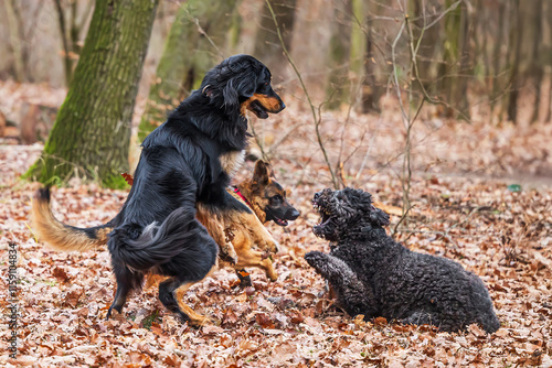 black and gold Hovie dog hovawart with other dogs photo