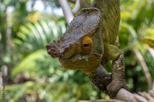 Parson's chameleon (Calumma parsonii) .Large endemic species of chameleon, Madagascar nature photo