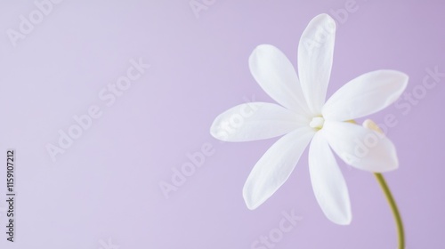 A delicate white jasmine flower against a light purple background, close-up shot, Minimalist style