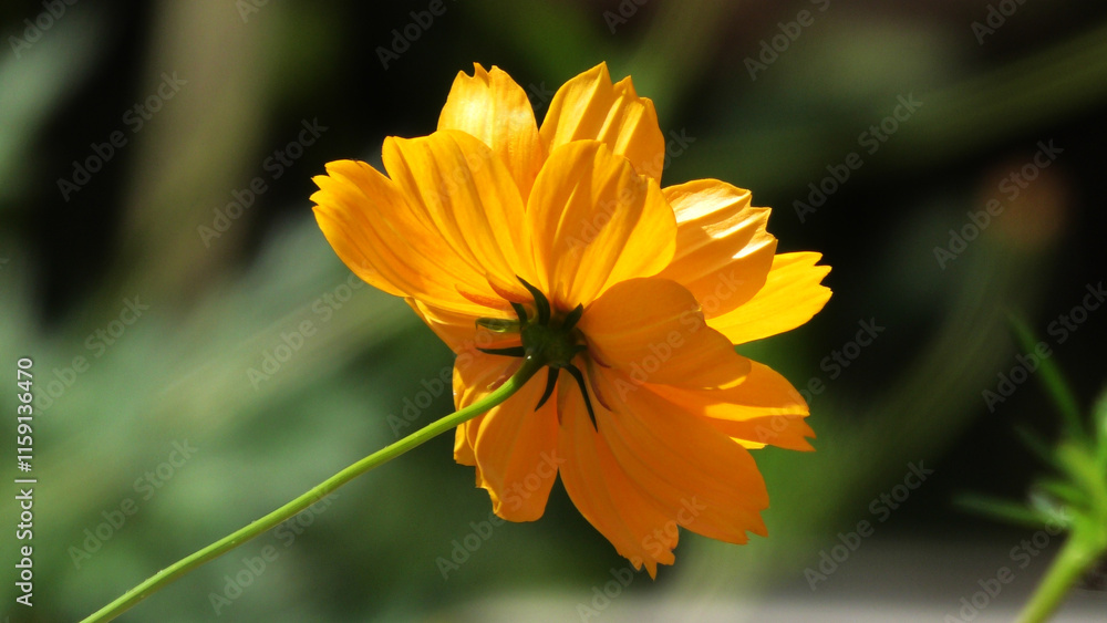 Beautiful flower with yellow petals in closeup Beautiful flower with yellow petals in closeup
