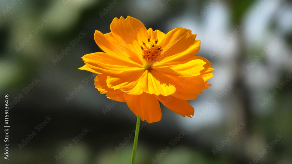 Beautiful flower with yellow petals in closeup Beautiful flower with yellow petals in closeup