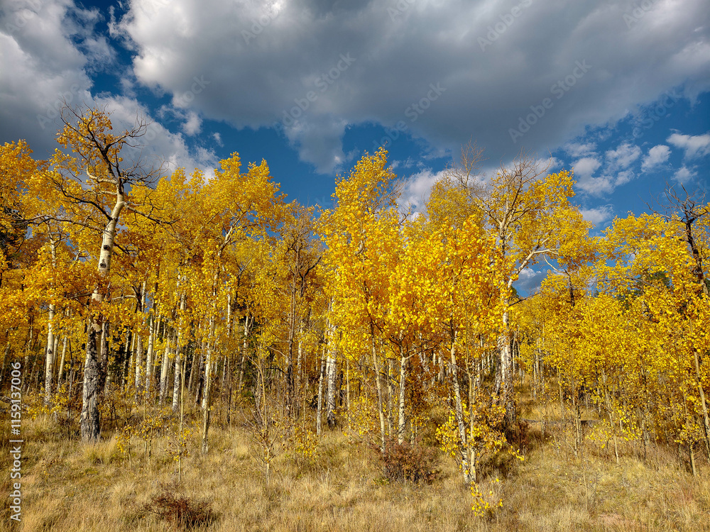 Fototapeta premium Various Colorado Fall/Autumn colors in mountains aspen trees. Western American autumn landscape with distinctive aspen trees displaying golden fall foliage