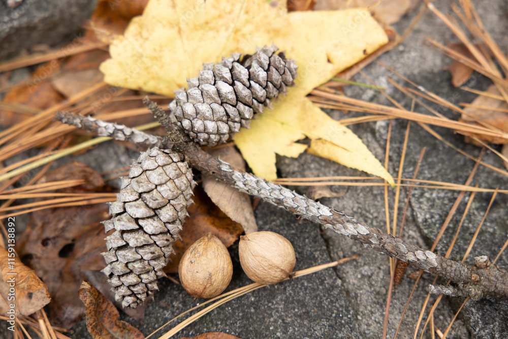Tree seeds in their natural environment Tree seeds in their natural environment