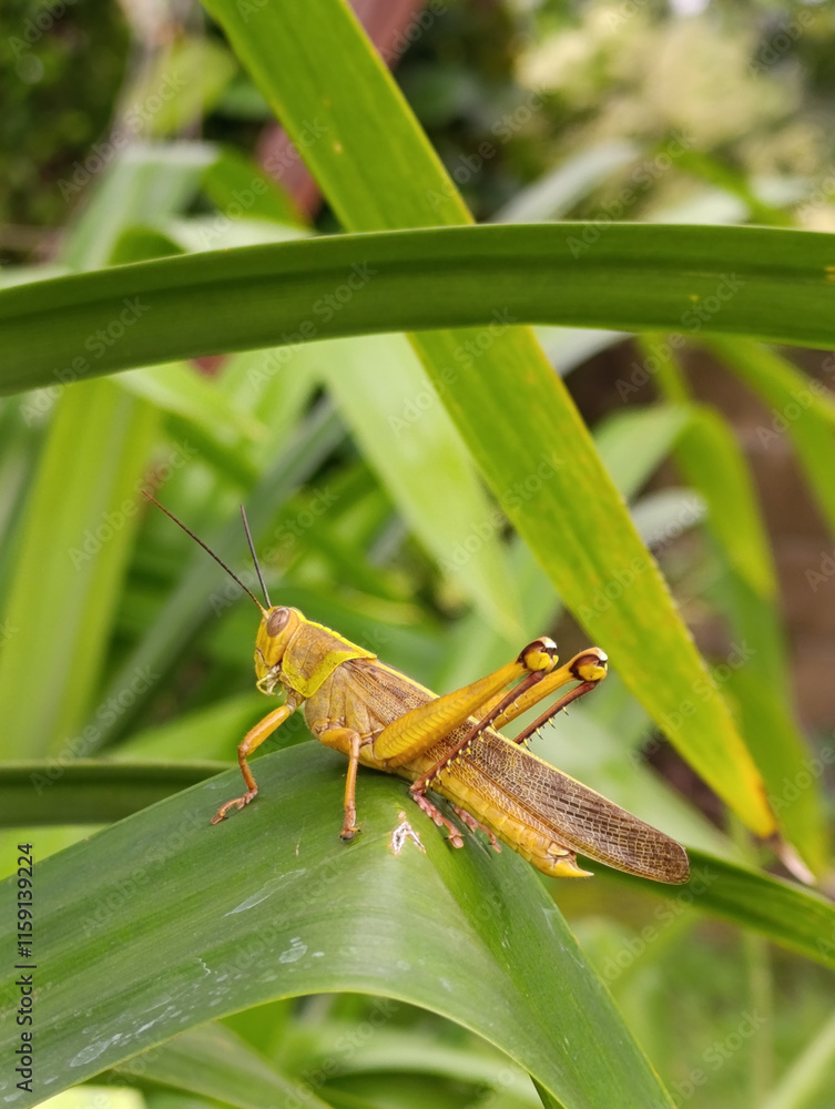 Belalang Kuning or Yellow Grasshopper perched on pandan leaf Belalang Kuning or Yellow Grasshopper perched on pandan leaf