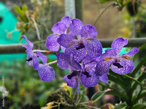 Orchids of Northeast India