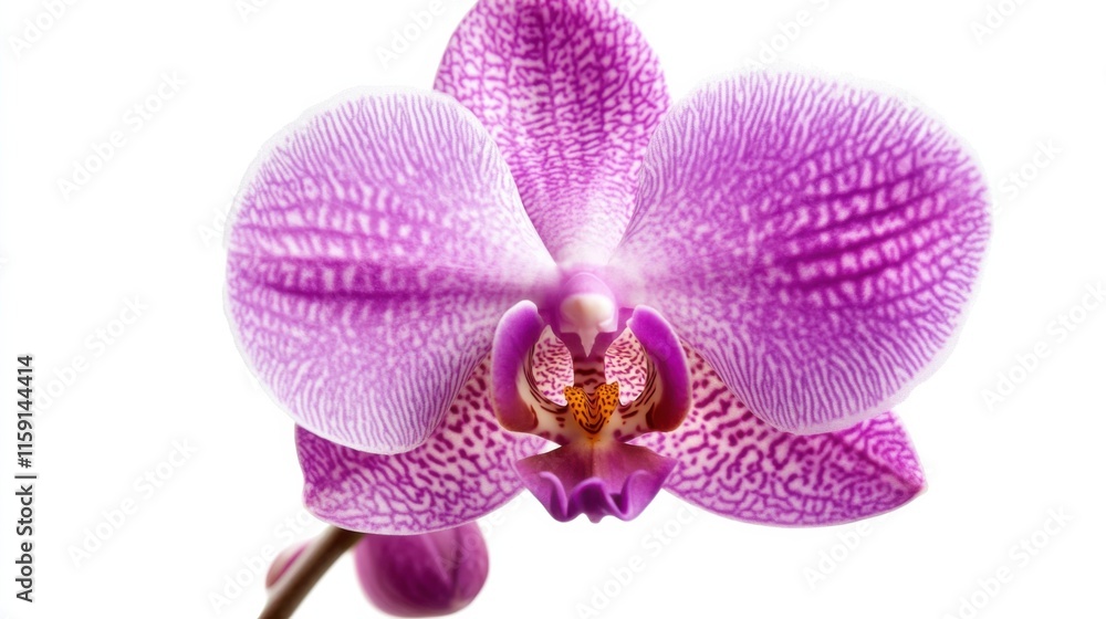 Fototapeta premium A macro shot of a delicate violet orchid in bloom, isolated white background, minimalistic art style