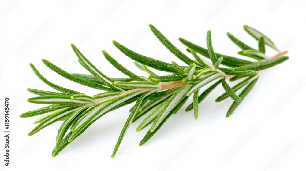 A macro shot of fresh green rosemary leaves with their needle-like shape and aromatic fragrance, isolated white background, minimalist art style A macro shot of fresh green rosemary leaves with their needle-like shape and aromatic fragrance, isolated white background, minimalist art style
