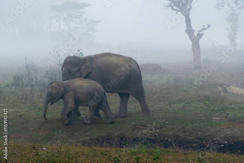 Wildlife of Kaziranga National Park
