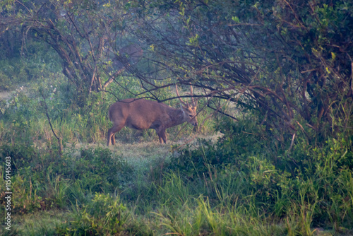 Wildlife of Kaziranga National Park