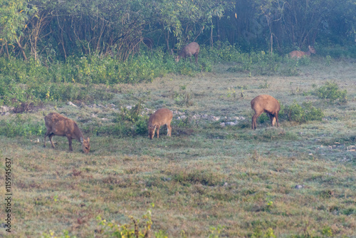 Wildlife of Kaziranga National Park