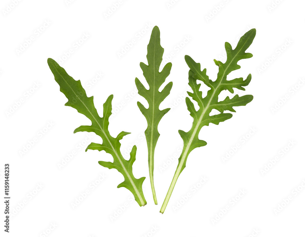 Naklejka premium Fresh rucola or arugula leaf isolated on white background.