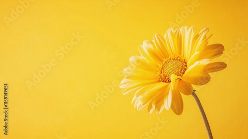 Wallpaper Mural A playful chrysanthemum on a sunny yellow background, whimsical illustration style, photo of Torontodigital.ca