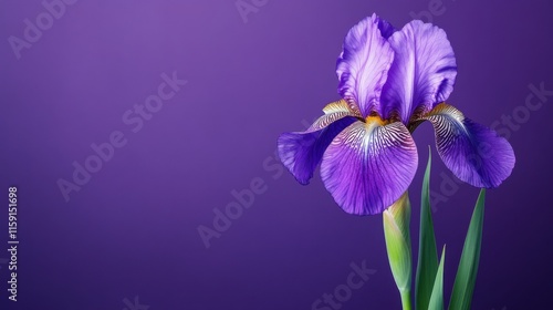 A royal purple iris against a deep purple background, close-up shot, Minimalist style