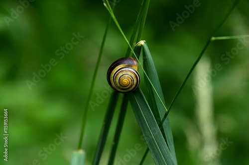 Schnecke 24