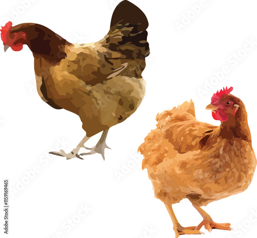 Rustic Farm Chickens Vector Illustration – Realistic and Artistic Poultry Design for Agriculture, Farming, and Organic Food Branding