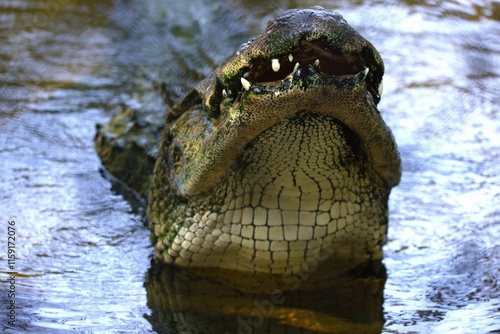 crocodile in the water