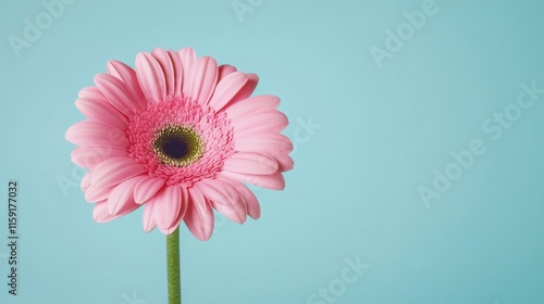 A vivid pink gerbera against a light blue background, close-up shot, Minimalist style