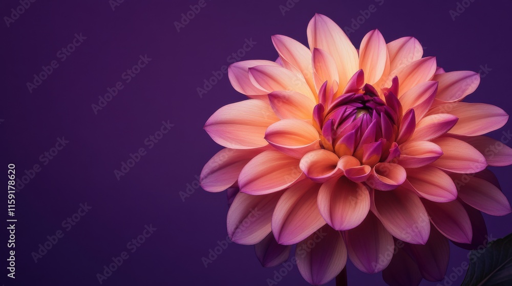 A whimsical dahlia on a deep purple backdrop, playful illustration style, photo of A whimsical dahlia on a deep purple backdrop, playful illustration style, photo of