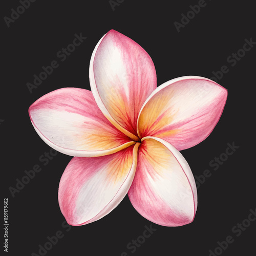 Fototapeta Naklejka Na Ścianę i Meble -  plumeria flower with black background