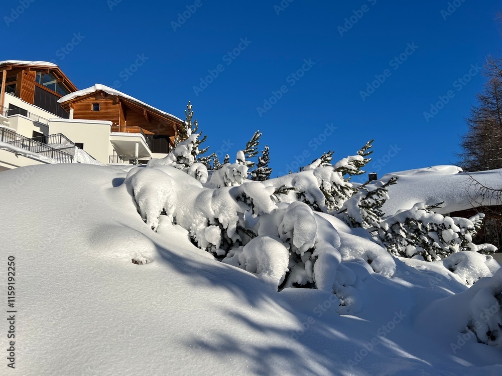 Picturesque canopies of alpine trees in a typical winter atmosphere in the Swiss Alps and over the tourist resort of Davos - Canton of Grisons, Switzerland (Kanton Graubünden, Schweiz) Picturesque canopies of alpine trees in a typical winter atmosphere in the Swiss Alps and over the tourist resort of Davos - Canton of Grisons, Switzerland (Kanton Graubünden, Schweiz)