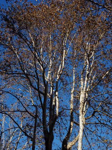 Trees along via Emanuele Filiberto, Milan, at winter photo