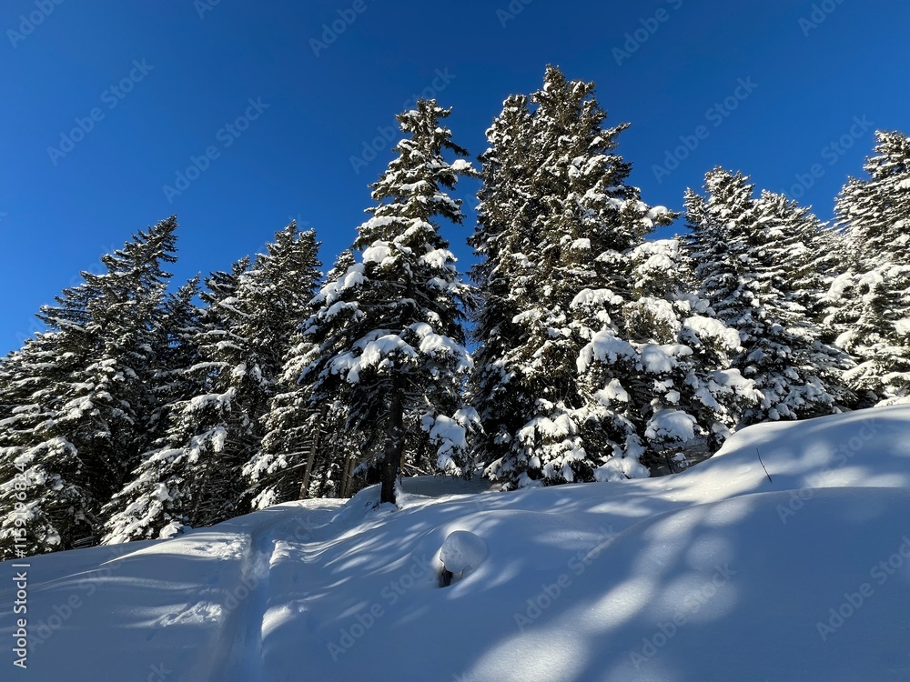 Picturesque canopies of alpine trees in a typical winter atmosphere in the Swiss Alps and over the tourist resort of Davos - Canton of Grisons, Switzerland (Kanton Graubünden, Schweiz) Picturesque canopies of alpine trees in a typical winter atmosphere in the Swiss Alps and over the tourist resort of Davos - Canton of Grisons, Switzerland (Kanton Graubünden, Schweiz)