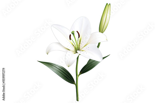 Lily harmony concept. A beautiful white lily flower with fresh green leaves and a budding flower.