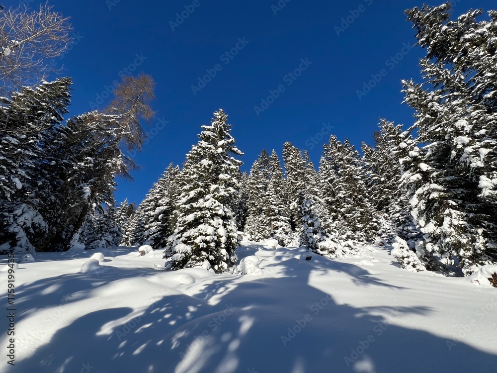 Picturesque canopies of alpine trees in a typical winter atmosphere in the Swiss Alps and over the tourist resort of Davos - Canton of Grisons, Switzerland (Kanton Graubünden, Schweiz) Picturesque canopies of alpine trees in a typical winter atmosphere in the Swiss Alps and over the tourist resort of Davos - Canton of Grisons, Switzerland (Kanton Graubünden, Schweiz)